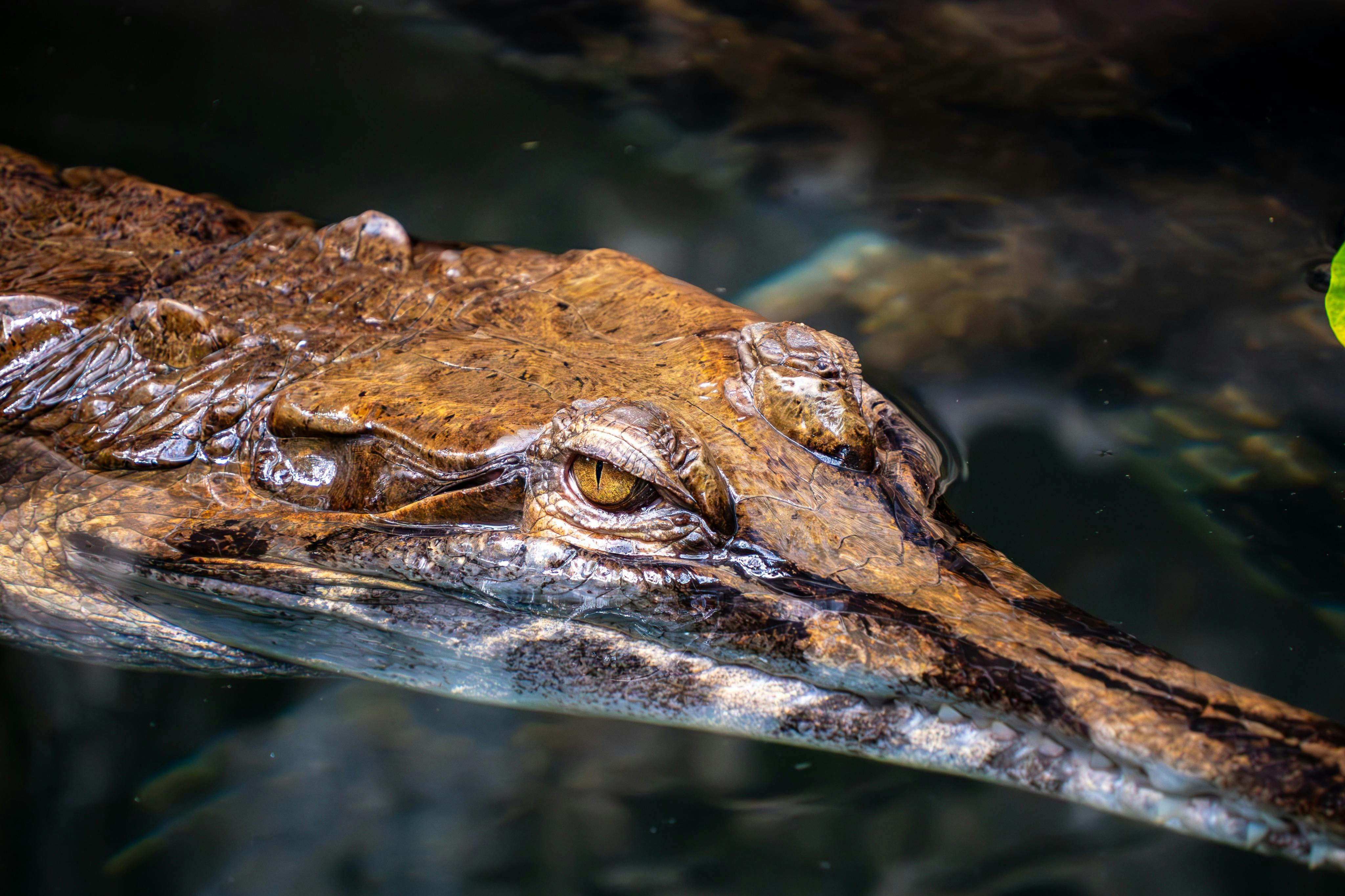 La Ferme aux Crocodiles: Entry Ticket - Photo 1 of 6