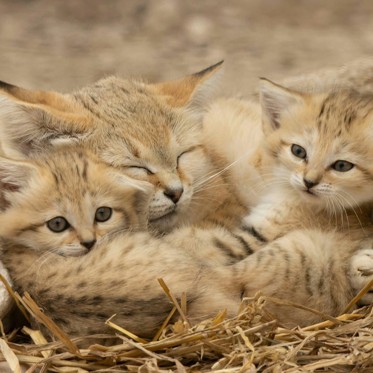 Lumigny Safari Reserve & Terre de Singes: Entry Ticket - Photo 1 of 5