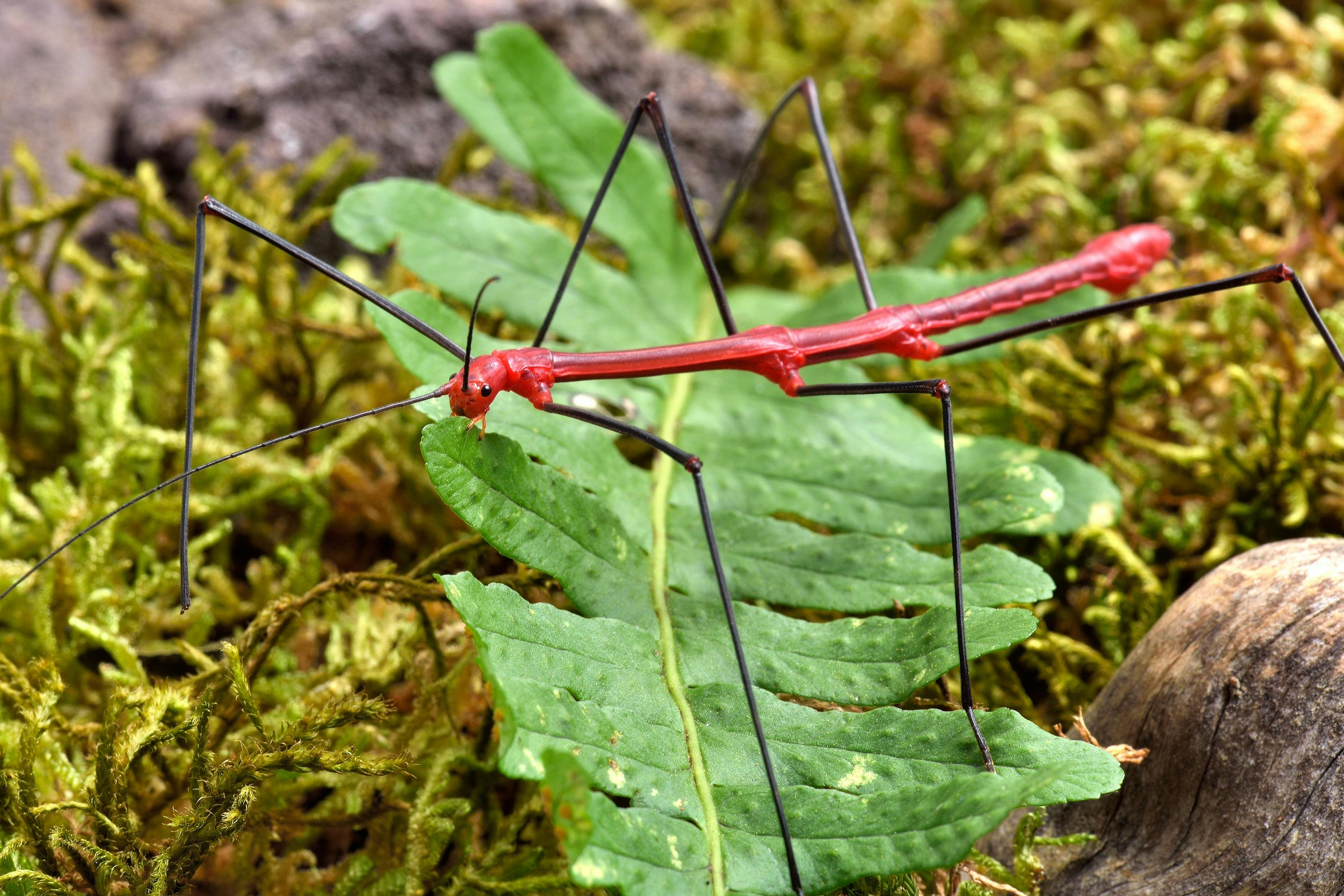 Micropolis - The City of Insects - Photo 1 of 3
