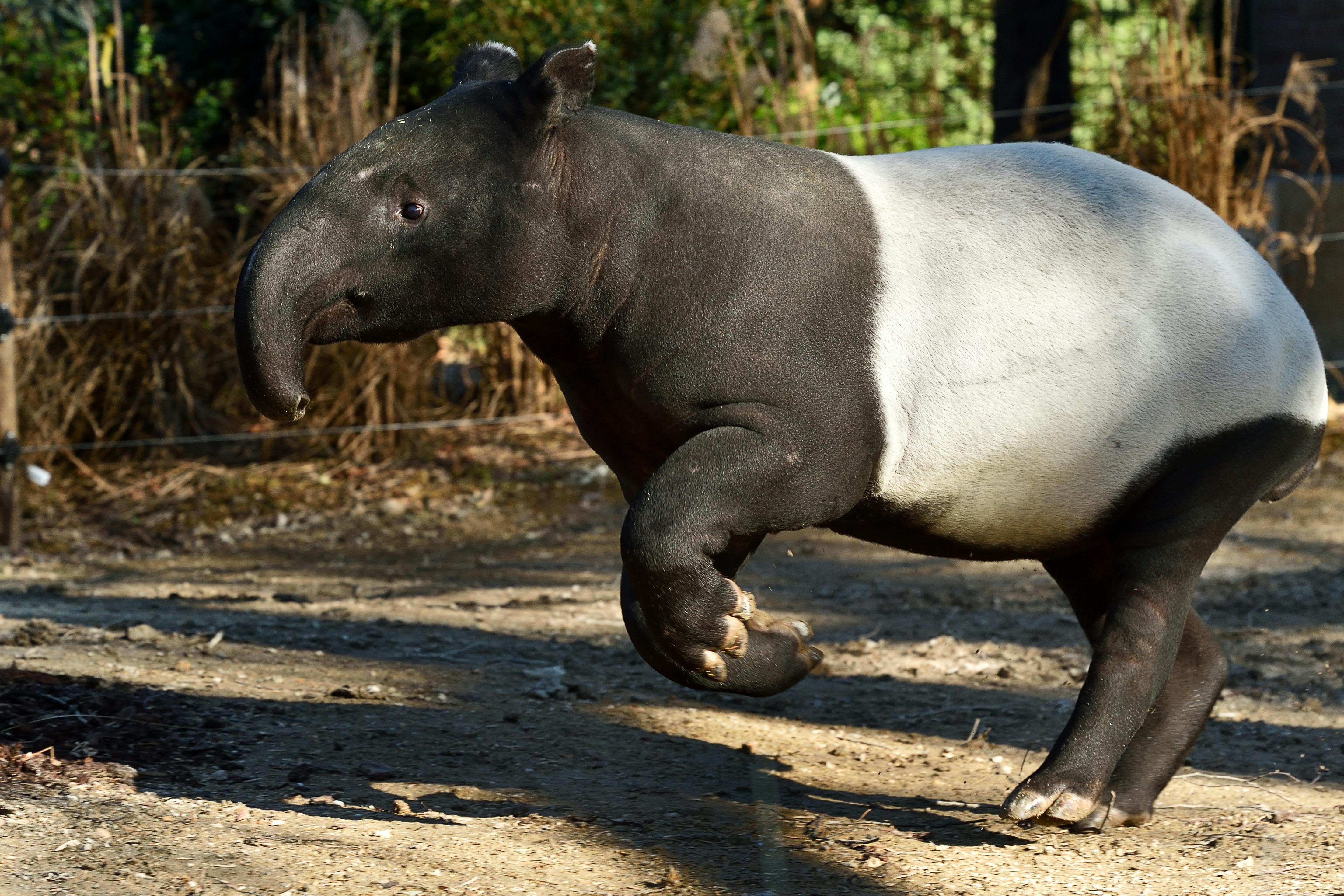 Mnagerie, Zoo of the Jardin des Plantes: Skip The Line in Paris | Pelago