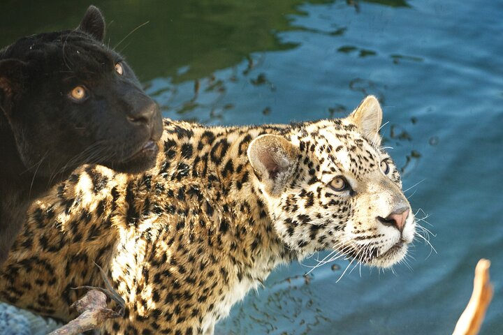 Parrot World Immersive Wildlife Park Entry Ticket next to Paris - Photo 1 of 12