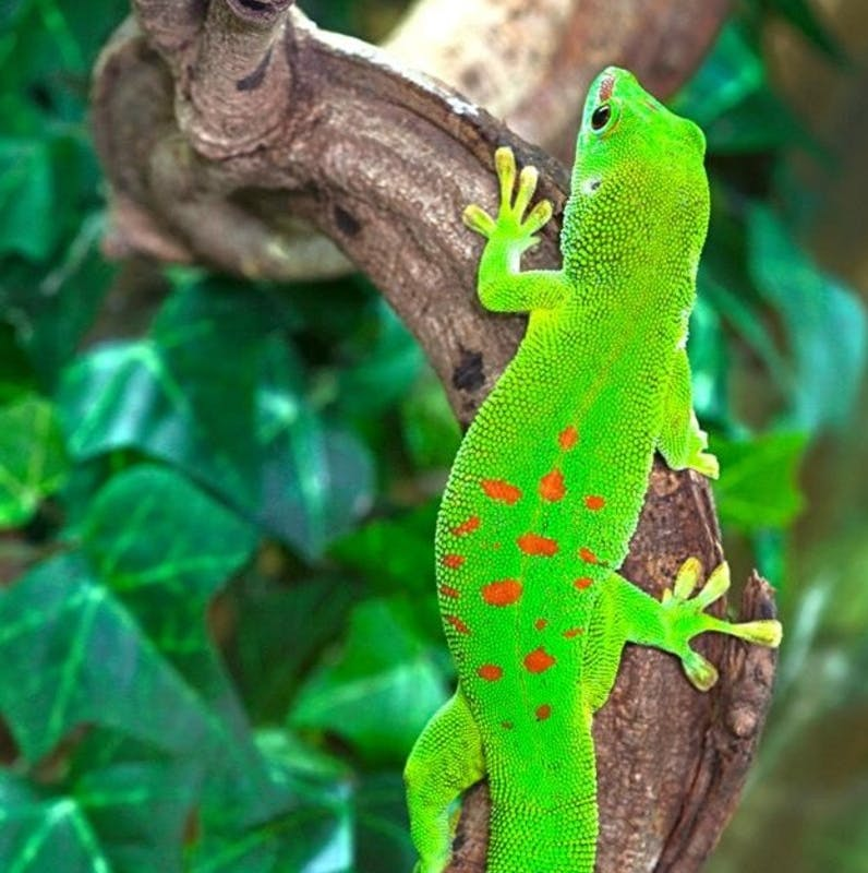 Planet Exotica: Entry Ticket - Photo 1 of 6