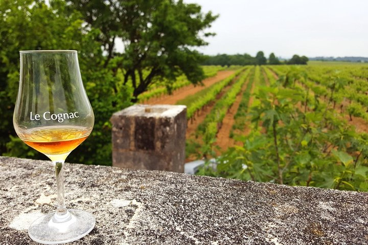 Tasting cognac in the vineyard
