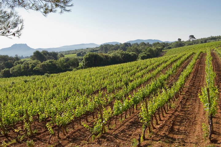  Private Provençal Wine-Tasting Tour with Picnic Lunch from Cannes