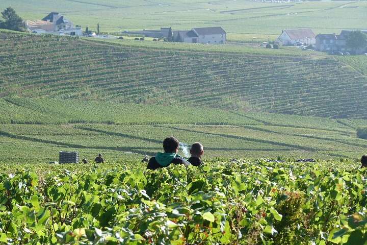 Private Full Day Tour with Boutique Grower Champagne Houses in