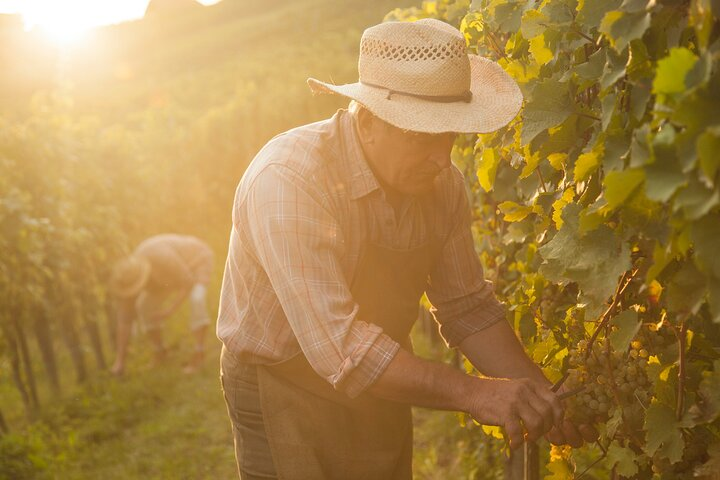Private tour of the Champagne area, meet local producers and taste their Champagne, start from your hotel in Paris. - Photo 1 of 17