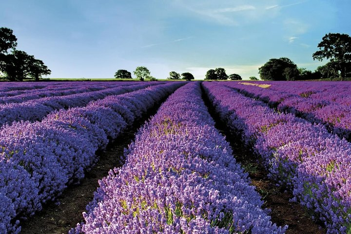 Lavender field in Provence