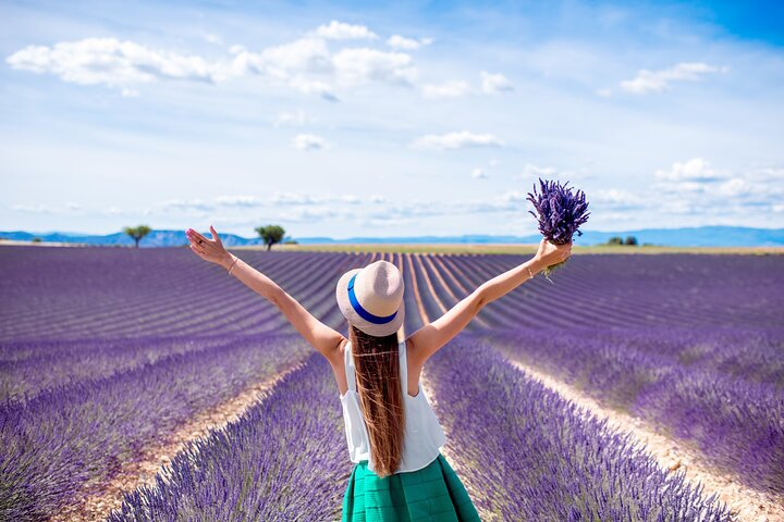 Lavender fields