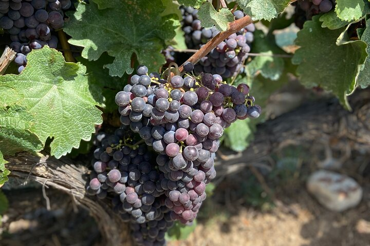 Small Group Guided E-bike Tour in Nice's Organic Vineyard - Photo 1 of 25