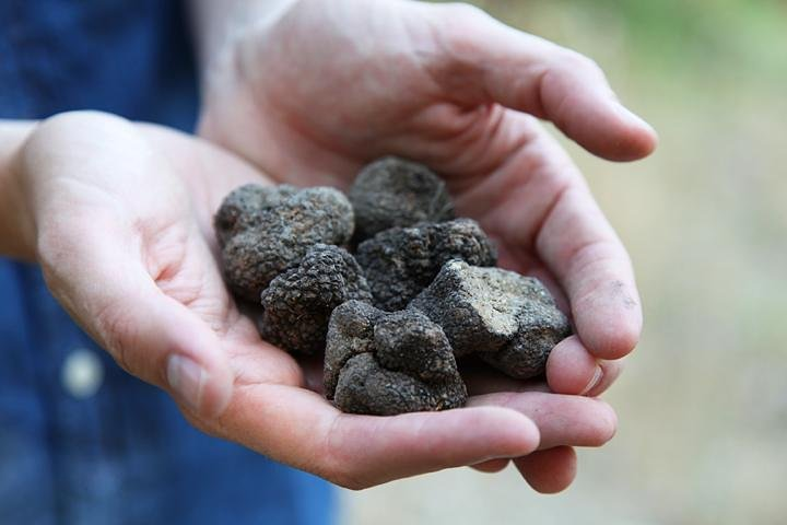 Truffle Hunting in Provence - Photo 1 of 4