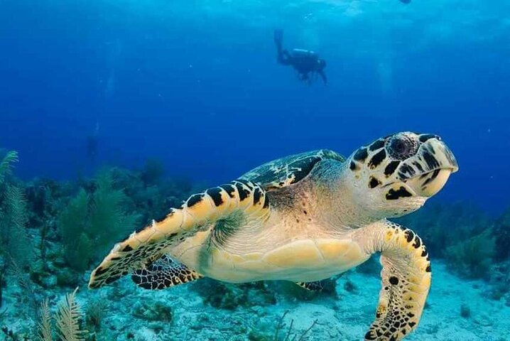 Visit of the most beautiful aquarium of Guadeloupe By boat Without a permit - Photo 1 of 12