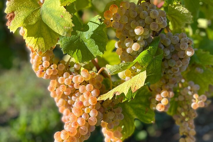 Wine Tour with private driver from Chamonix - Photo 1 of 7