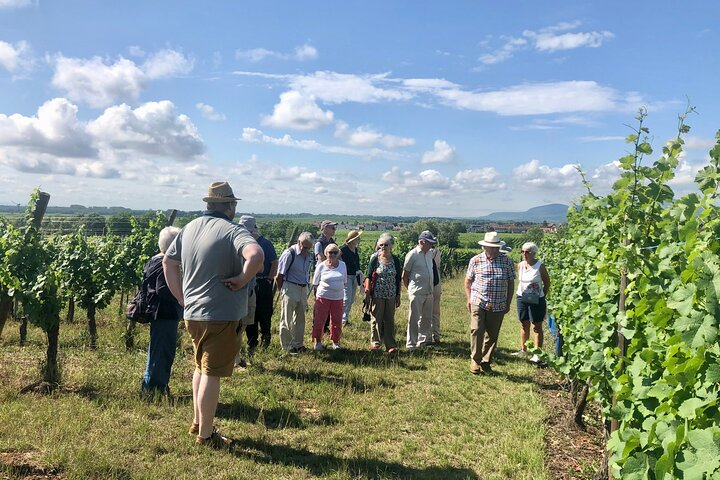 Discovery Vineyard - Photo 1 of 7