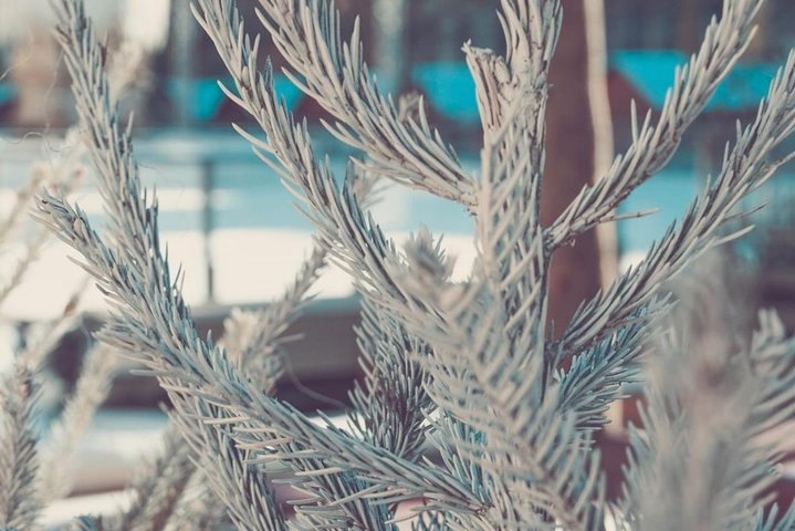 Winter in Carcassonne - Photo 1 of 5