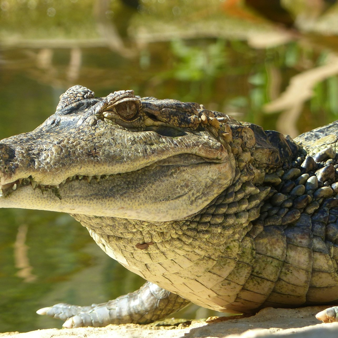 ZOA Parc: Entry Ticket - Photo 1 of 7