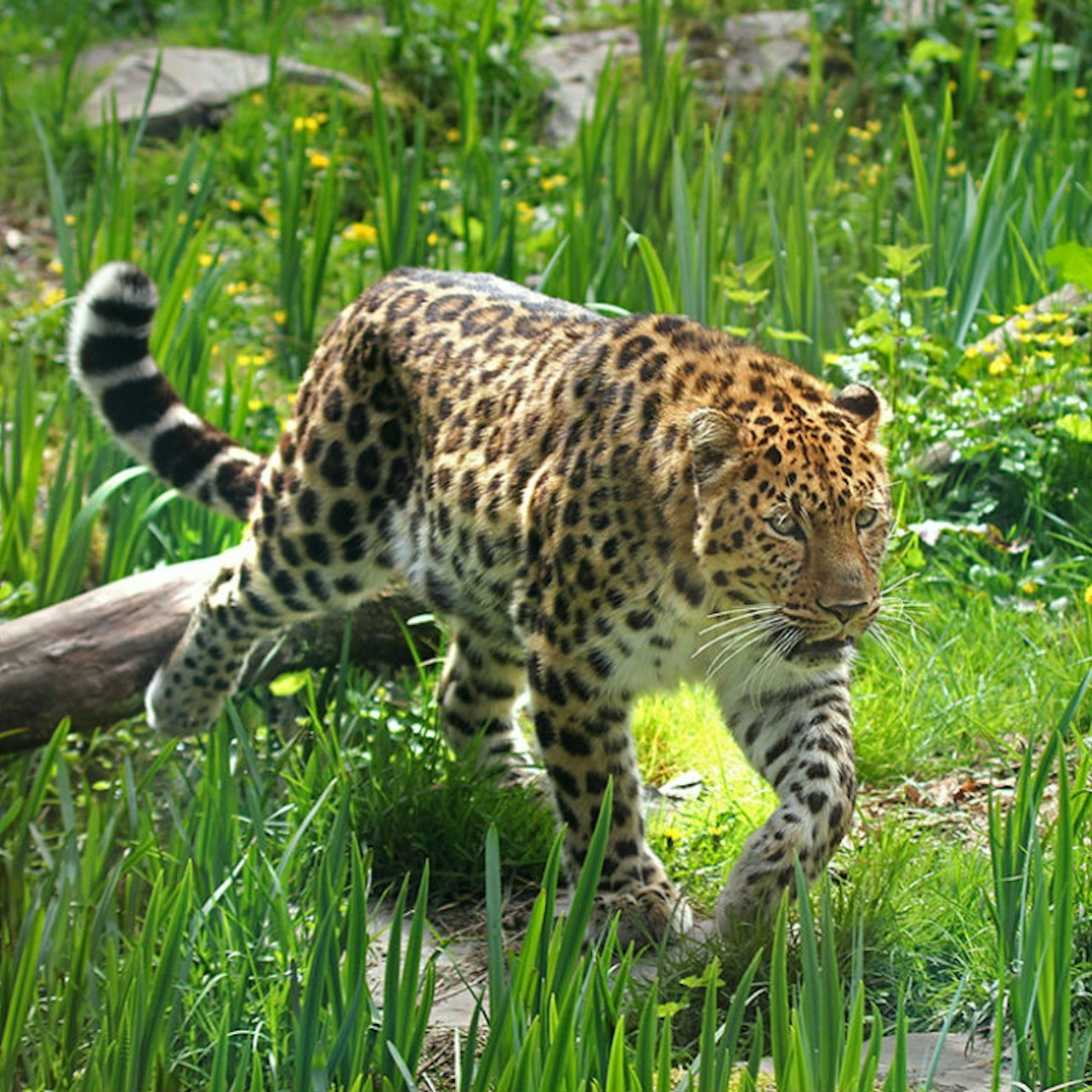 Zoo des Sables-d'Olonne: Entry Ticket - Photo 1 of 6