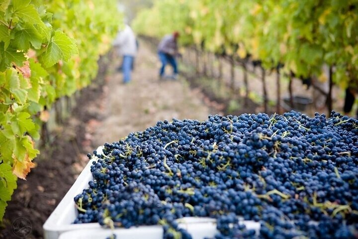 Hospitality of Georgia