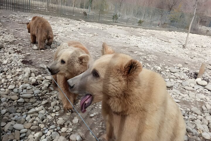Family Half-Day Tour: Sabaduri, Georgian Chronicles, & Jvari - Photo 1 of 11