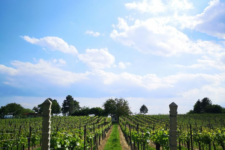 Private Kakheti Wine Tour with Sighnaghi, Bodbe & Wine Tastings - Photo 1 of 11