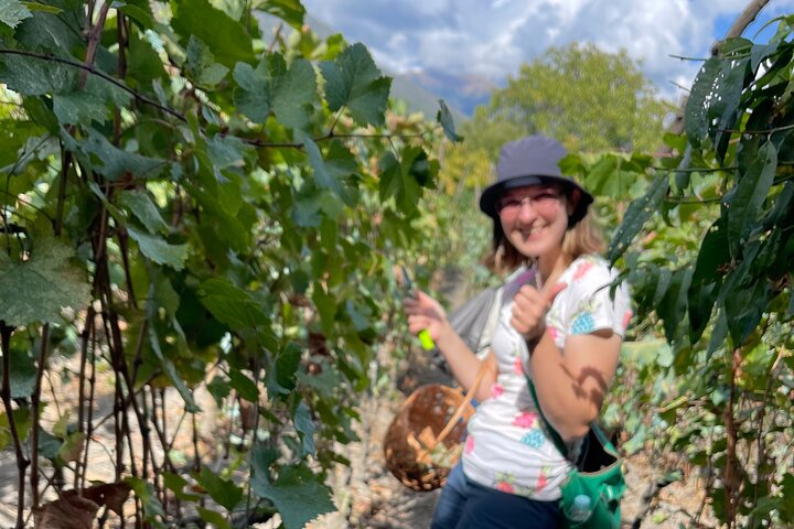 Wine tour to Kakheti region from Tbilisi, Bake and take, Harvest and squish ! - Photo 1 of 7