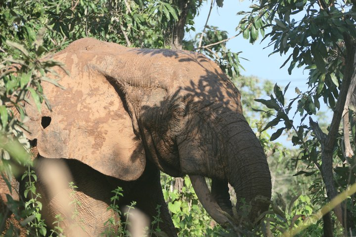 3 days (2 nights) Elephants safari private experience - Photo 1 of 21