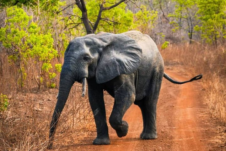 Mole National Park Elephant Safari with Round - Trip Flights - Photo 1 of 25