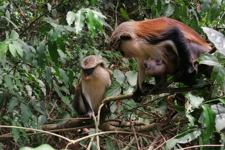 2 days Volta Monkey Sanctuary & Kente weaving experience - Photo 1 of 12
