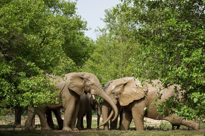 5Days Ghana Safari Tour - Photo 1 of 7