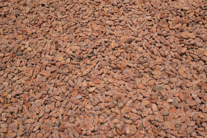 Cocoa beans
