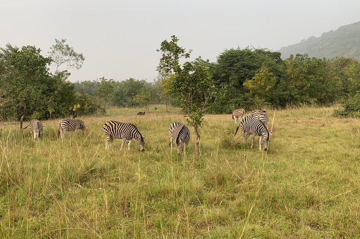 Beautiful Zebras at Shai Hills