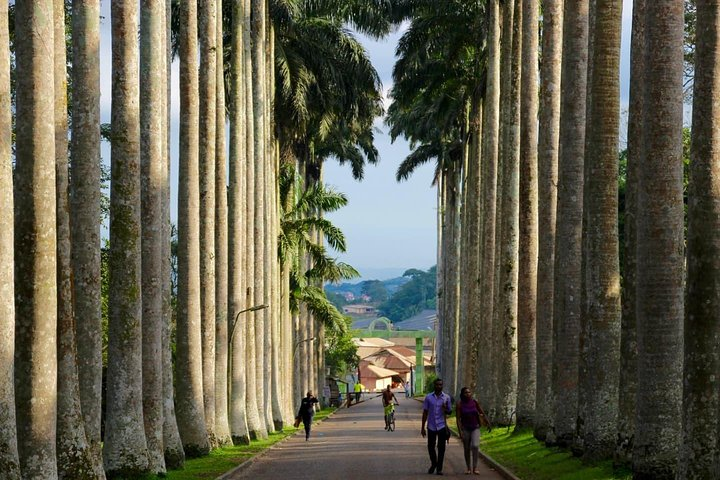 The Pergola or lovers lane in the Aburi Botanical Gardens.