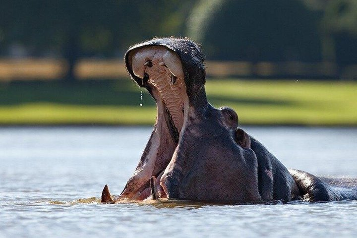 4 days (3 night) Ghana must go Elephants & Hippo Safaris - Photo 1 of 19