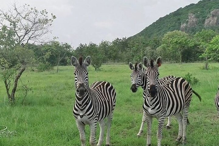 Some Zebra 