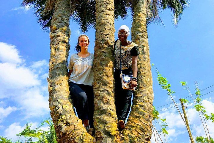 A climb up the Three-headed Palm tree.
