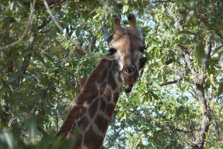 Safari at Fathala Reserve - Day 1