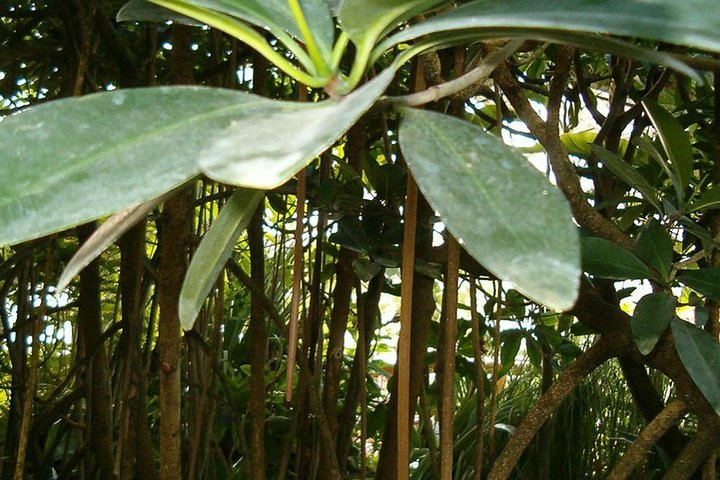 MAKASUTU - cultural forrest, Brikama - Photo 1 of 5