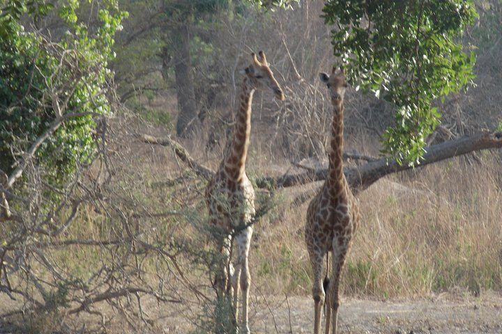Safari To Fathala, Senegal - Photo 1 of 9