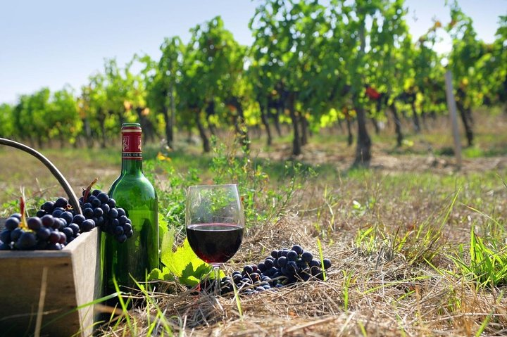 9-hour Cultural Tour in Athens and Nemea Wine Tour shore excursion - Photo 1 of 4