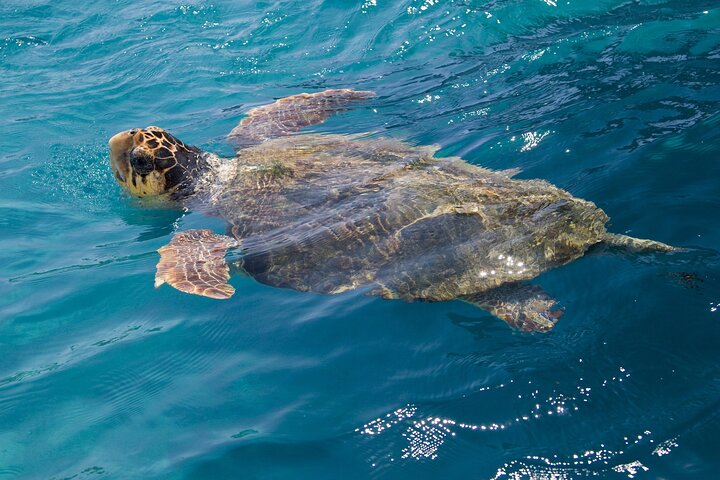 Caretta - Caretta Turtle Trip (Glass bottom Boat Trip) - Photo 1 of 11