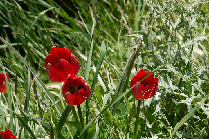 Flower Power - Lotus Land  - Photo 1 of 14