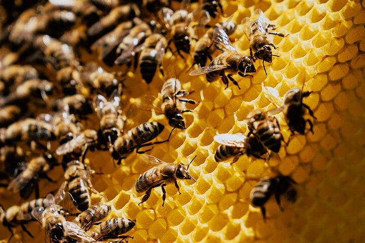 Jeep Safari True Crete Melidoni Cave, Secrets of Honey, Olive Oil - Photo 1 of 15