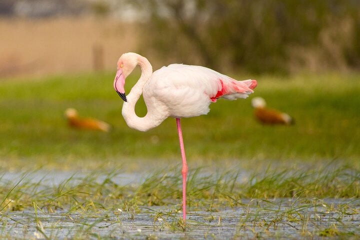 Greater flamingo