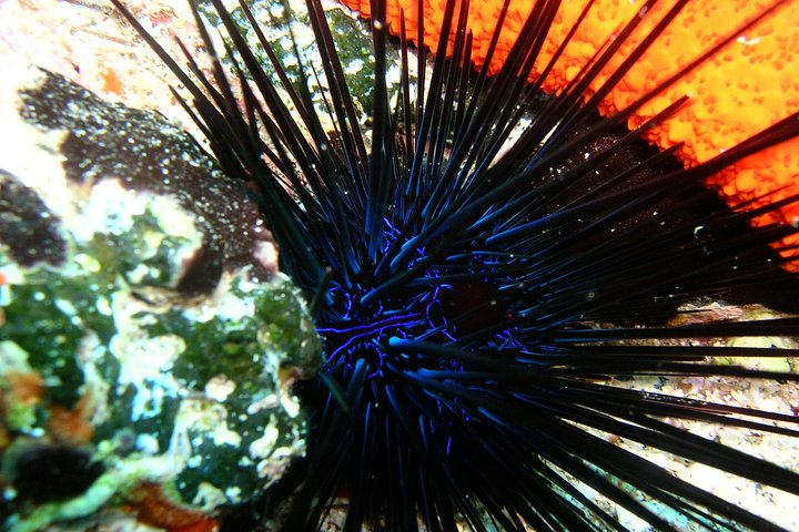 Lets Go Diving with pickup from hotel  - Photo 1 of 2