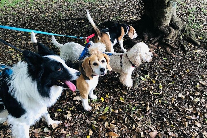 Make a dog's day and taste Greece in Skiathos - Photo 1 of 6