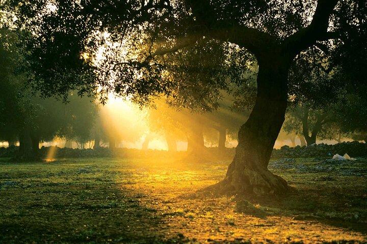 Mercedes Private Olive Tour & Wine Tour..in the fields - Photo 1 of 20