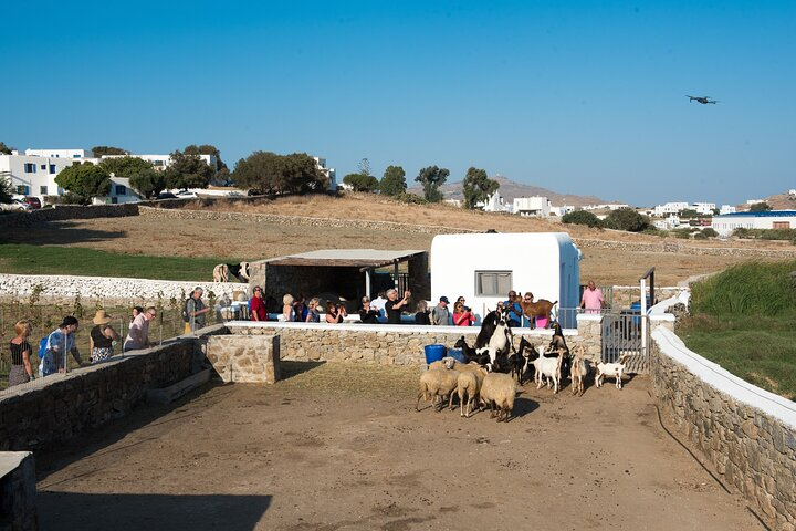 Mykonian Farm Experience - Photo 1 of 8