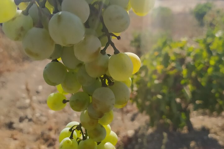 Naxos Farm Experience and cheese making  - Photo 1 of 21