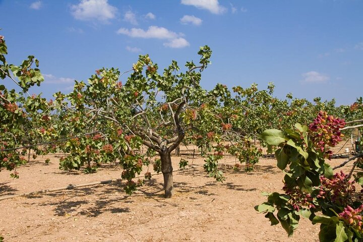 Insightful Pistachio Orchard and Factory Tour - Photo 1 of 10