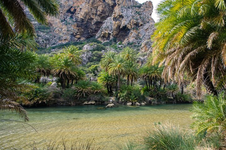 Preveli Palm Forest