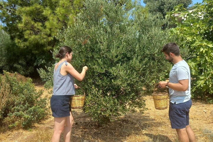 Private Tour: Discover the Secret World of Olives in Afantou  - Photo 1 of 10